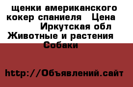 щенки американского кокер-спаниеля › Цена ­ 5 000 - Иркутская обл. Животные и растения » Собаки   